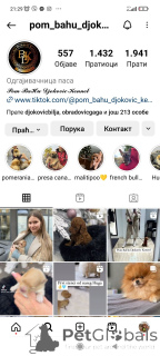 Photo №4. I will sell pomeranian in the city of Savino Selo. breeder - price - negotiated