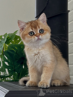 Photo №1. british shorthair - for sale in the city of Bernburg | negotiated | Announcement № 175096