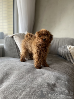 Photo №3. Toy Poodle puppy for sale. Slovakia