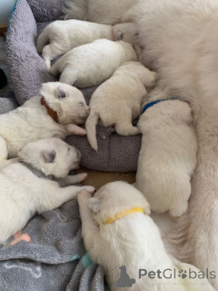 Photo №4. I will sell samoyed dog in the city of Volendam. private announcement - price - negotiated