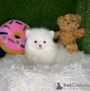 Photo №2 to announcement № 84940 for the sale of pomeranian - buy in United States private announcement