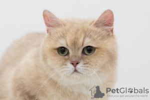 Photo №2 to announcement № 39052 for the sale of british shorthair - buy in Russian Federation private announcement