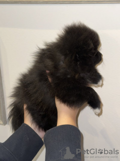 Photo №2 to announcement № 103345 for the sale of pomeranian - buy in United States private announcement