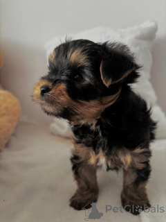 Photo №2 to announcement № 167678 for the sale of yorkshire terrier - buy in Germany private announcement, breeder