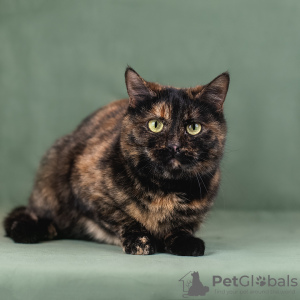 Photo №4. I will sell  in the city of Москва.  - price - Is free