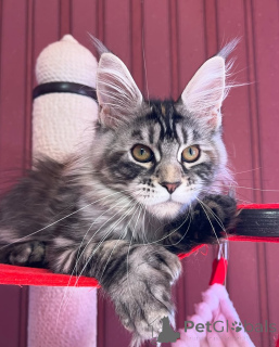 Photo №4. I will sell maine coon in the city of Mamer. private announcement - price - negotiated