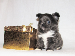 Photo №3. Promising boy chihuahua dl / w, documents RKF. Russian Federation