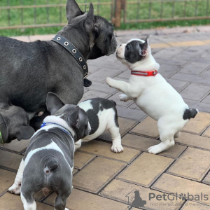 Photo №2 to announcement № 10960 for the sale of french bulldog - buy in United Kingdom private announcement