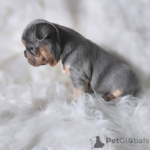 Photo №2 to announcement № 163033 for the sale of french bulldog - buy in France private announcement, from the shelter