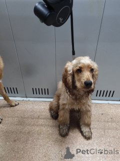 Photo №1.  - for sale in the city of London Borough of Camden | Is free | Announcement № 157083