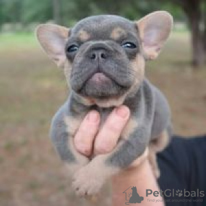 Photo №1. french bulldog - for sale in the city of Hartford | 400$ | Announcement № 109902