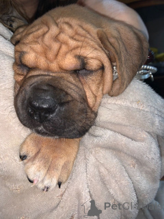 Photo №2 to announcement № 167480 for the sale of bullmastiff - buy in Denmark private announcement, breeder
