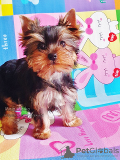 Photo №2 to announcement № 66837 for the sale of yorkshire terrier - buy in Georgia private announcement, from nursery