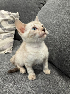 Photo №1. bengal cat - for sale in the city of Grenoble | 706$ | Announcement № 152779