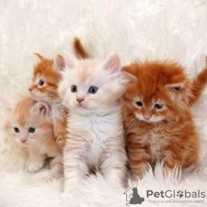 Photo №1. maine coon - for sale in the city of Hartford | 600$ | Announcement № 109904