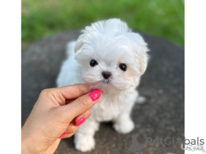 Photo №1. maltese dog - for sale in the city of Антверпен | 370$ | Announcement № 116947