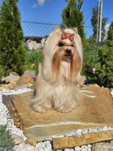 Photo №2 to announcement № 147252 for the sale of yorkshire terrier - buy in Belarus breeder