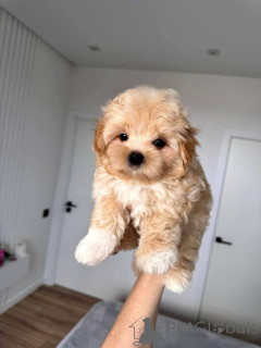 Photo №4. I will sell maltipu in the city of Aiola. breeder - price - 329$