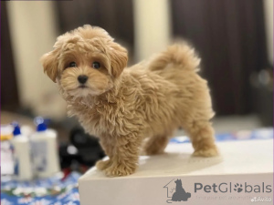 Photo №4. I will sell maltipu in the city of Berlin. breeder - price - 774$
