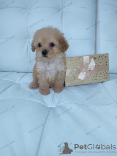 Photo №3. Toy poodle boy doll for sale. Russian Federation