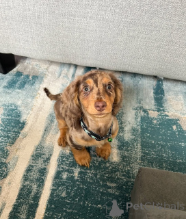 Photo №1. dachshund - for sale in the city of Helsinki | 516$ | Announcement № 164022