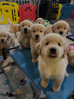 Photo №2 to announcement № 163719 for the sale of golden retriever - buy in Poland breeder