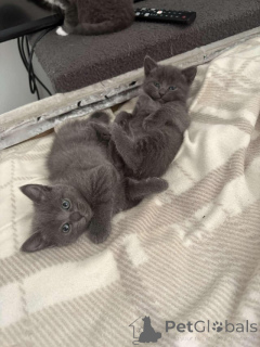 Photo №1. russian blue - for sale in the city of Kyivets' | Is free | Announcement № 154076