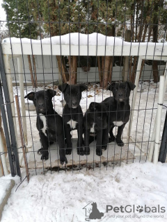 Photo №2 to announcement № 81955 for the sale of patterdale terrier - buy in Poland private announcement