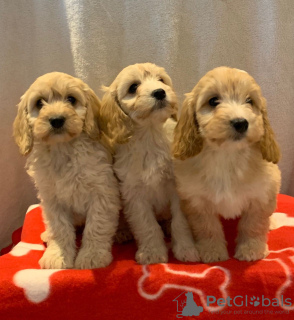 Photo №2 to announcement № 18189 for the sale of american cocker spaniel - buy in United Kingdom private announcement