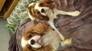 Additional photos: Perfect purebred Cavalier King Charles Spaniel puppies.