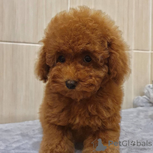 Photo №2 to announcement № 24387 for the sale of poodle (toy) - buy in Switzerland 