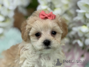 Photo №1. maltipu - for sale in the city of Bayerbach | 847$ | Announcement № 150166