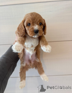 Photo №3. Meet Oliver the little gentleman with a big heart! Always ready for cuddles,. Germany