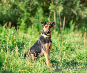 Photo №1. non-pedigree dogs - for sale in the city of Moscow river | Is free | Announcement № 166637