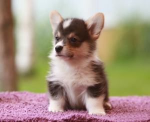 Photo №1. welsh corgi - for sale in the city of Moscow | 1047$ | Announcement № 2515