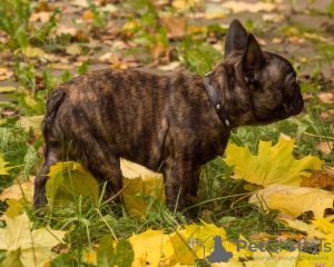 Photo №2 to announcement № 16506 for the sale of french bulldog - buy in Russian Federation breeder