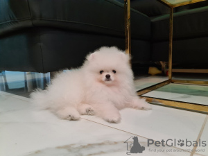 Photo №1. pomeranian - for sale in the city of Prague | 2500$ | Announcement № 63282