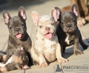 Photo №4. I will sell french bulldog in the city of Stari Banovci. breeder - price - negotiated