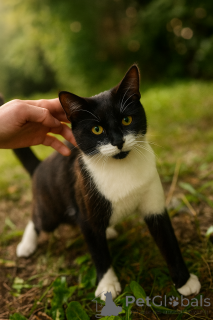 Photo №1.  - for sale in the city of Moscow river | Is free | Announcement № 147520