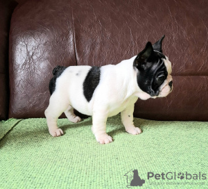 Photo №4. I will sell french bulldog in the city of Smederevo.  - price - negotiated