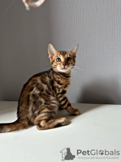 Additional photos: Gorgeous bengal kittens