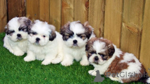 Photo №3. Wunderschöne Shih-Tzu-Welpen Kontaktieren Sie mich per WhatsApp unter 44 7453. Germany
