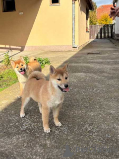 Photo №4. I will sell shiba inu in the city of Zrenjanin.  - price - 413$