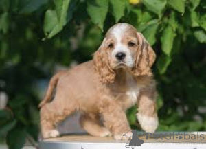 Photo №3. Engelse Cocker Spaniel-puppy's te koop. Netherlands
