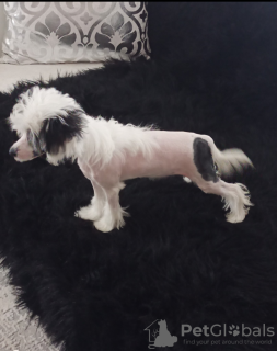 Photo №3. Puppies. Turkey