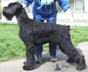 Photo №1. giant schnauzer - for sale in the city of Jászároxzállás | 500$ | Announcement № 172795