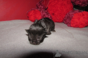 Photo №1. ragdoll - for sale in the city of Charleston | 600$ | Announcement № 146694