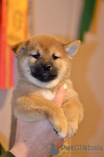 Photo №2 to announcement № 127291 for the sale of shiba inu - buy in Russian Federation private announcement, from nursery, breeder