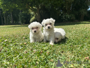 Photo №2 to announcement № 173942 for the sale of maltese dog - buy in Belgium 