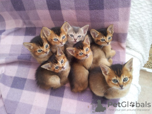 Photo №1. abyssinian cat - for sale in the city of Дармштадт | negotiated | Announcement № 109464